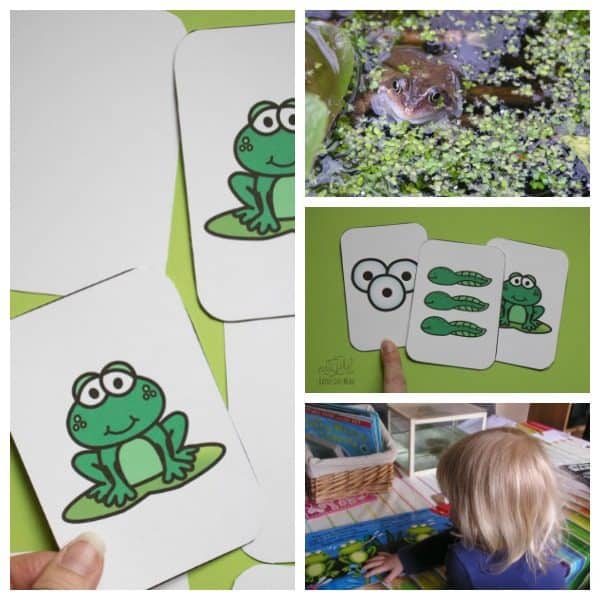 Printable Frog Life Cycle Game that can be used as a memory game, to play snap or to teach the life cycle of the frog through a simple sequencing activity. Simply download, print and play.