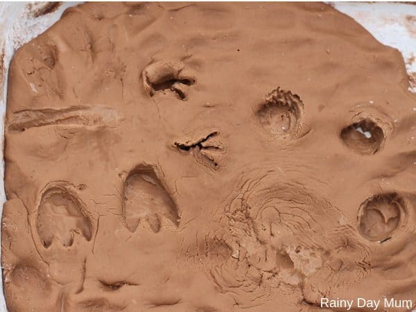 trace fossils in mud