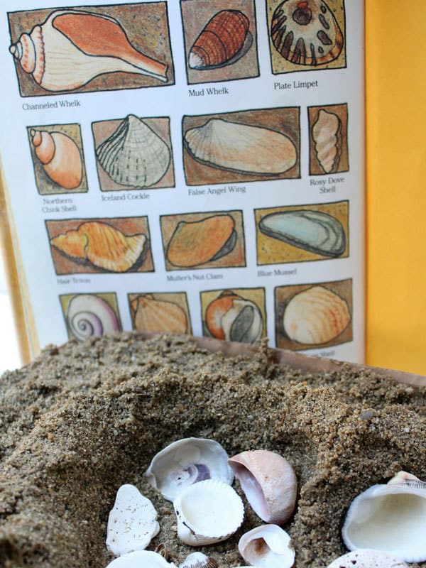 shell collections and using books to identify the shells collected at the beach