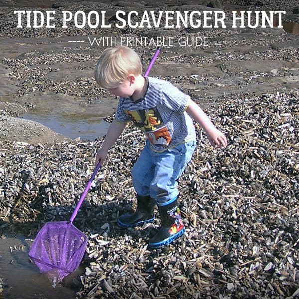 Free mini guide for a nature scavenger hunt on the rocky shore this summer
