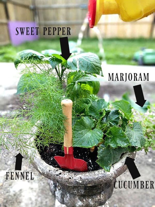 simple garden varieties to grow with kids