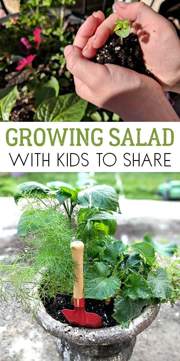 How to grow salads with kids ideal for getting them to share, try new food and experience the growing cycle of plants