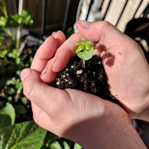 Grow a Garden Salad