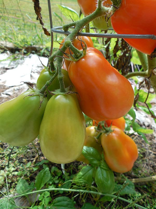 tomatoes an easy fruit to grow with kids that tastes delicious