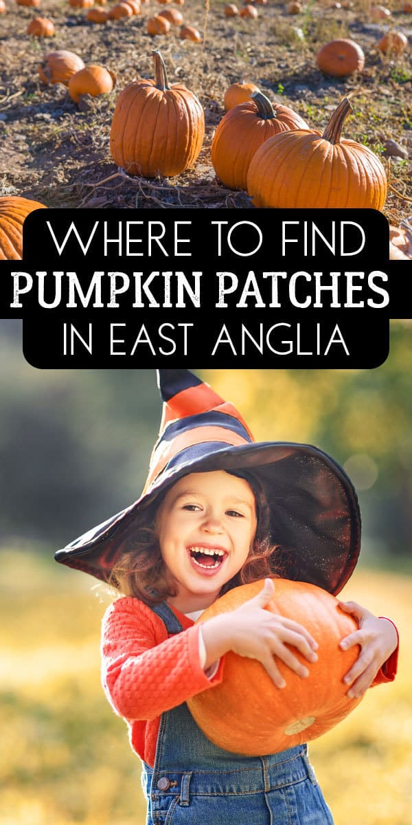 Where to find pumpkin patches to take the kids in Norfolk, Suffolk, Essex and Cambridgeshire to pick their Halloween Pumpkin and a great family day out.