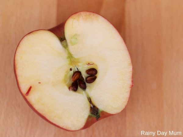 apple investigation for preschoolers - looking at the inside of the apples and what the seeds are like