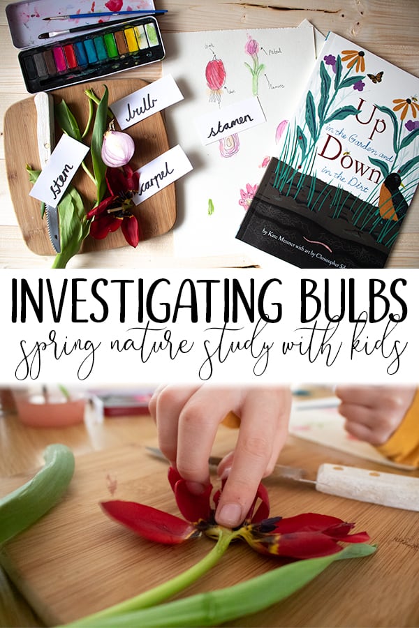 Spring bulb plant investigation and nature study for kids inspired by Up in the Garden down in the dirt