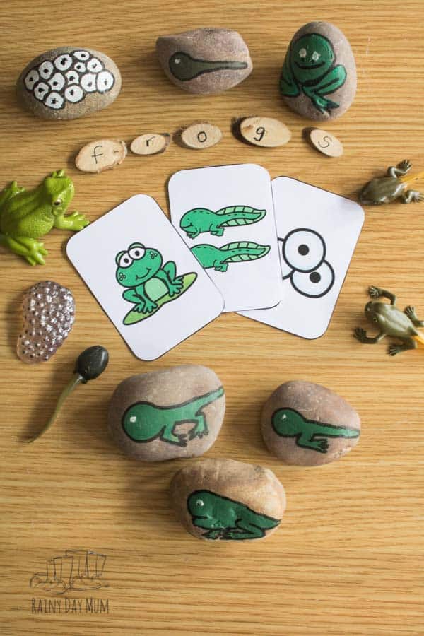Frog Life Cycle resource flat lay including sequencing cards, spelling logs, lifecycle safariltd toys and DIY story stones