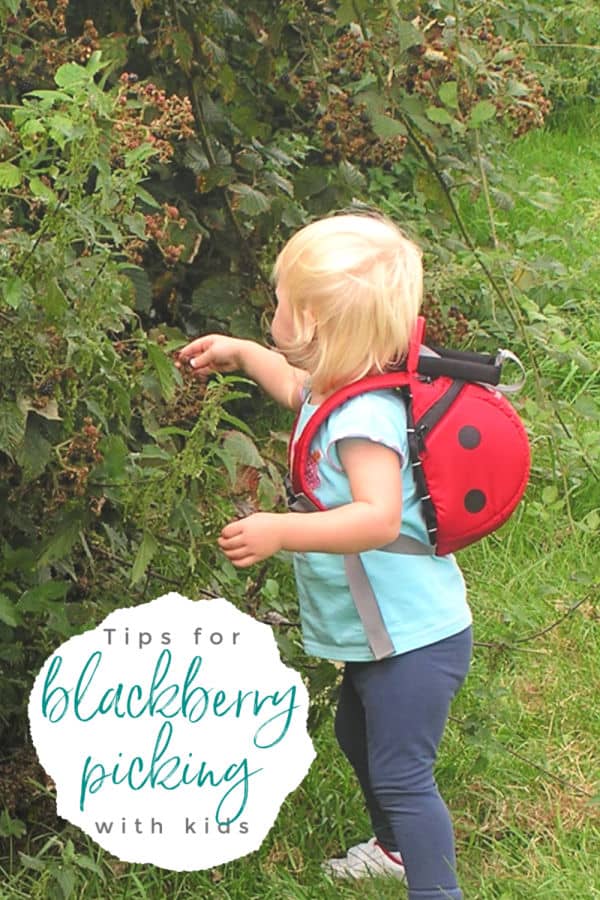 toddler picking blackberries text reads top tips blackberry picking with kids