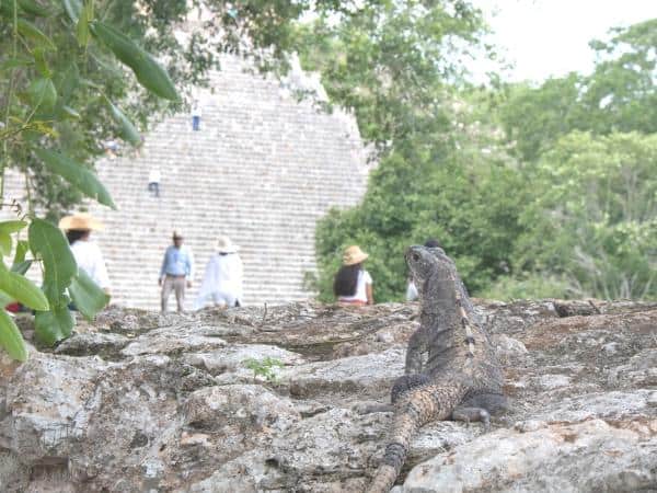 ancient mayan temple pyramid shaped structure in the jungle with an iguana in front