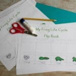 frog life cycle free printable pages on a wooden table ready for preschoolers to create their own flip book