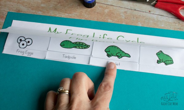 matching froglet word to the image of a froglet on a frog life cycle cut and paste activity for preschoolers