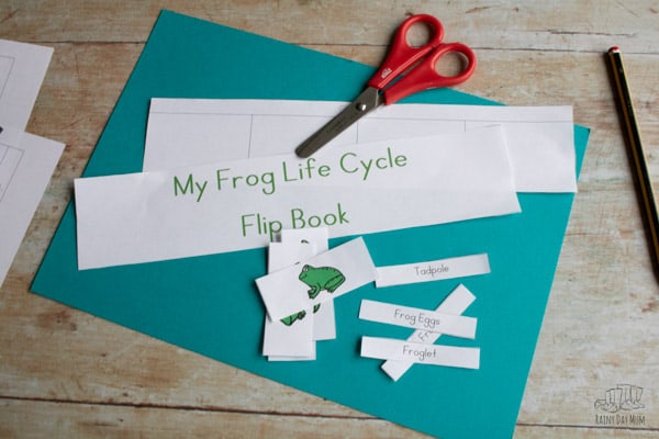 coloured version of the frog life cycle activity for preschoolers cut out and ready to assemble