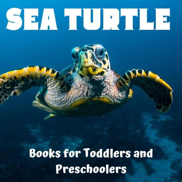 sea turtle images with text overlay reading sea turtle books for toddlers and preschoolers