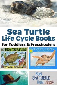 image of a hatchling at the top of a collage for Pinterest with 4 covers of sea turtle life cycle books recommended for toddlers and preschoolers
