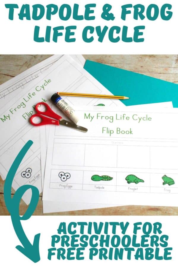 Pinterest image for a Tadpole and Frog Life Cycle Flip Book to Make with Preschoolers