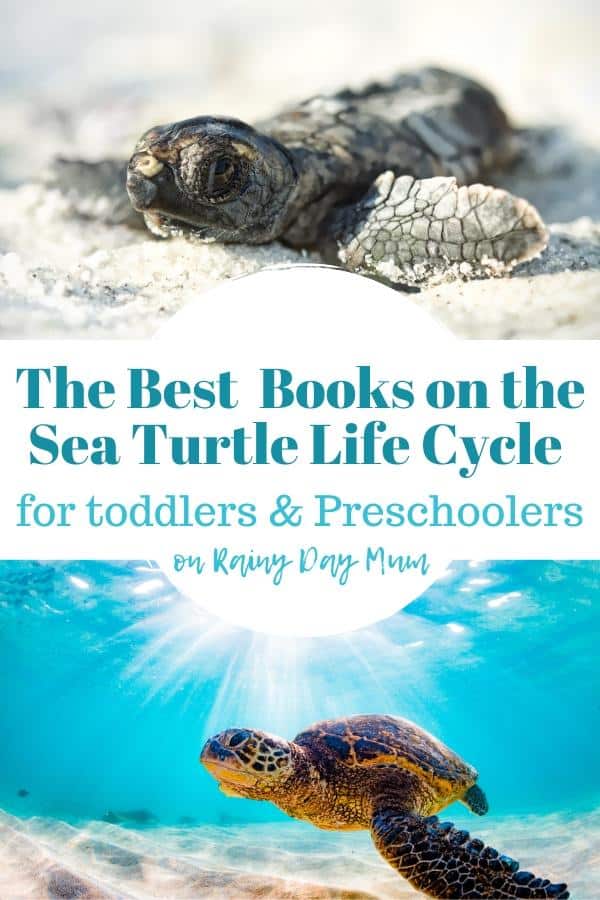 2 pictures of sea turtles the top showing a hatchling on a white sand beach underneath a sea turtle swimming in blue shallow water text reads The Best Books on the sea turtle life cycle for toddlers and preschoolers on rainy day mum