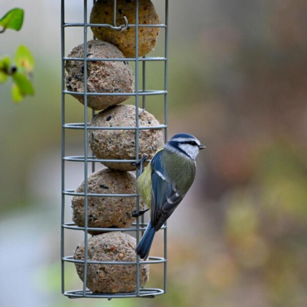 blue tit hanging on a bird feeder with homemade suet balls inside one of the many bird feeds you can make at home