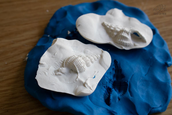 2 shell plaster of paris cast fossil models made by kids learning about how fossils are made