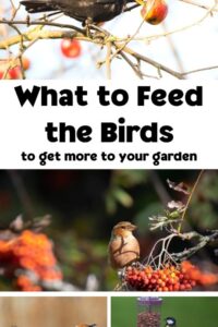what to feed the birds pinterest image