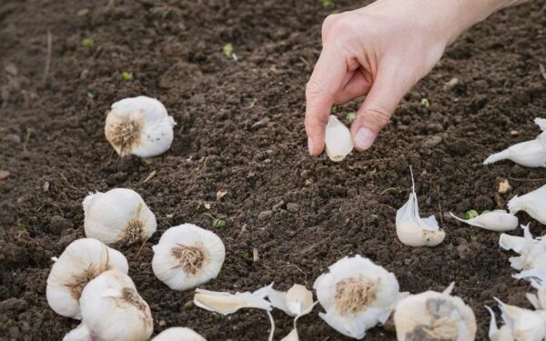 planting garlic bulbs in the soil in November for an early crop next year
