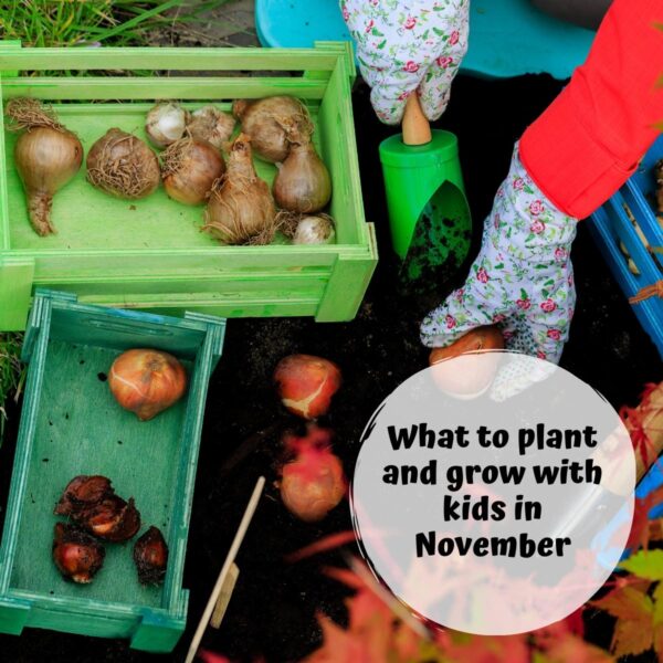 What to plant and grow with kids in November spring bulbs, garlic, sweet peas and much more