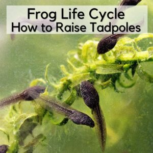 How to Raise Tadpoles