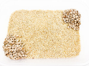 dried pinto beans added to the corners of a rice filled sensory tub ready for children to play in