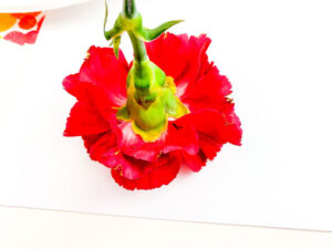 stamping a carnation on white paper with red paint for a simple process art activity for tots