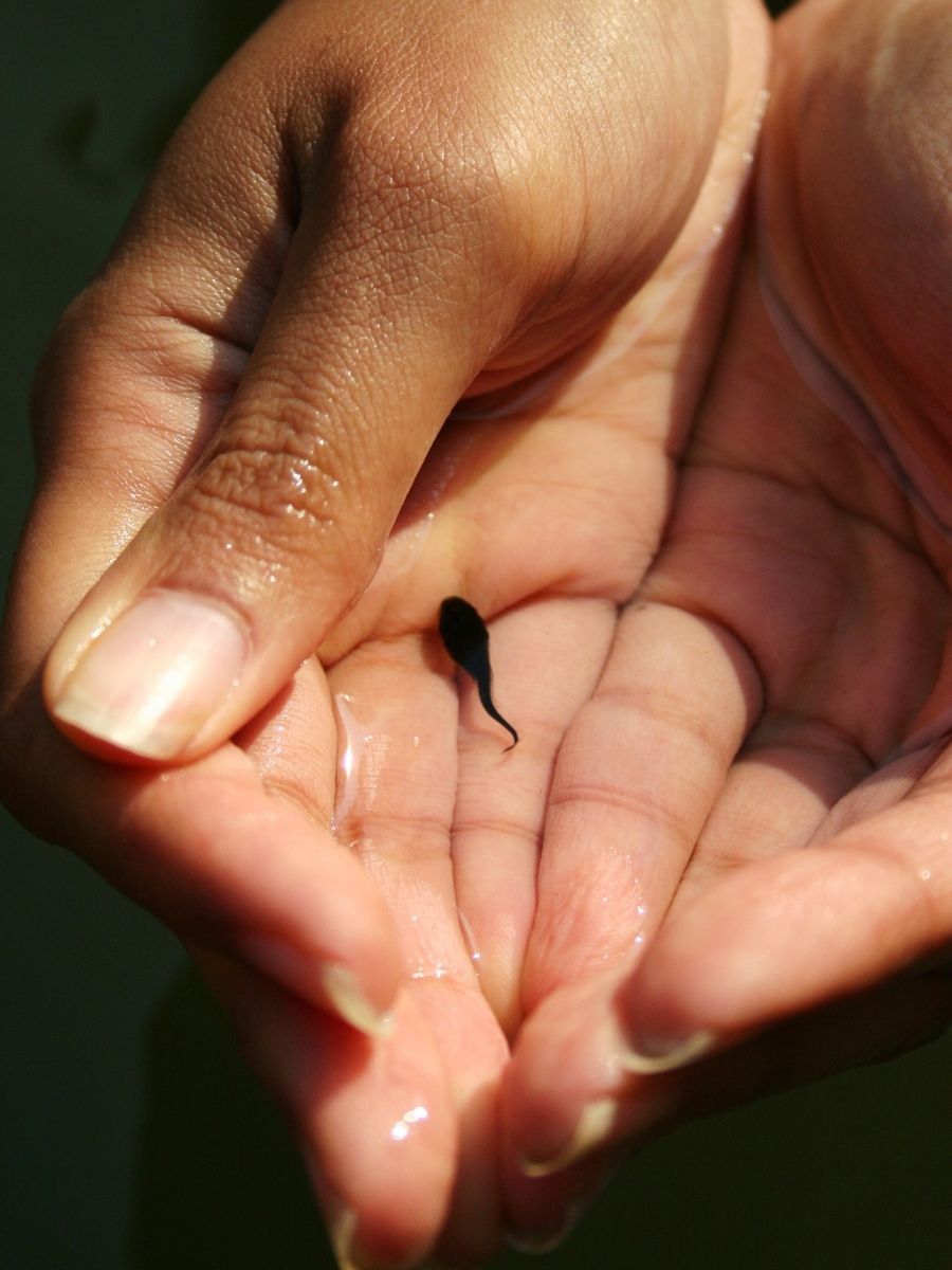 Guide to Keeping and Raising Tadpoles