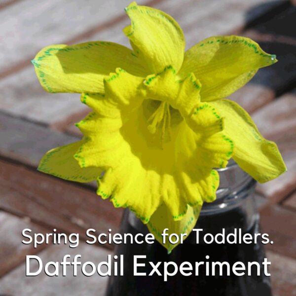 a daffodil with blue around the edges and faint blue veins showing on the petals the progress of a plant science experiment for toddlers the text overlay reads spring science for toddlers daffodil experiment