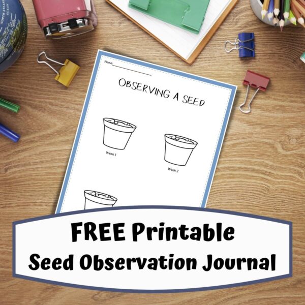 Free printable Seed Observation Journal Preview sheet from Rainy Day Mum available to subscribers
