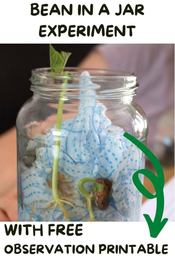 Pinterest image for a bean in a jar experiment with free observation printable showing the beans germinated in the jar with leaves forming