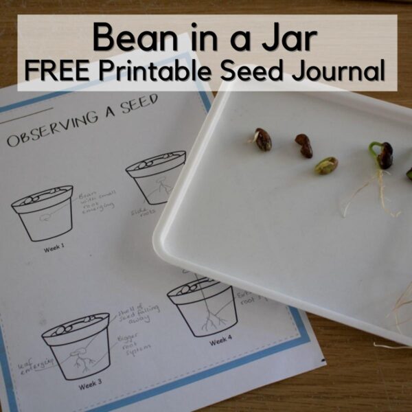 free printable observing a seed journal sheet next to a tray with stages of bean germination laid out for kids for plant science. Text overlay reads Bean in a Jar FREE printable seed journal