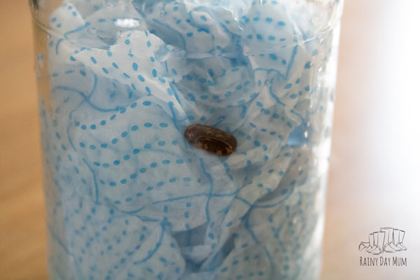 a runner bean seed in a glass jar with wet paper towel behind