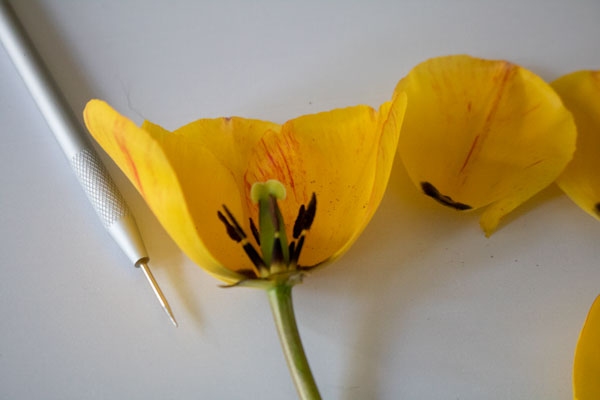 the reproductive organs of a tulip exposed to show sexual reproduction in a plant