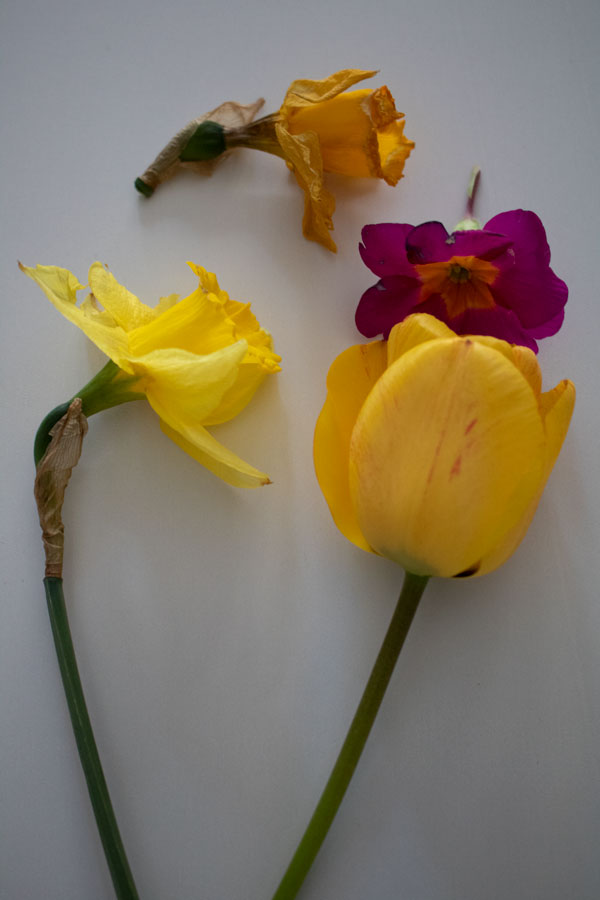 spring flowers laid out on a white board ready for dissection to investigate the reproductive organs of flowering plants