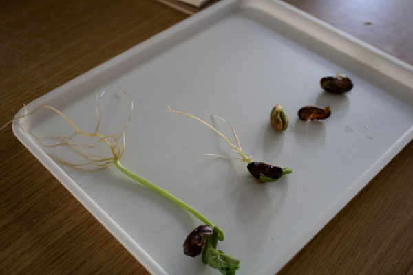 stages of seed development laid out on a tray as observed by a child over a period of time