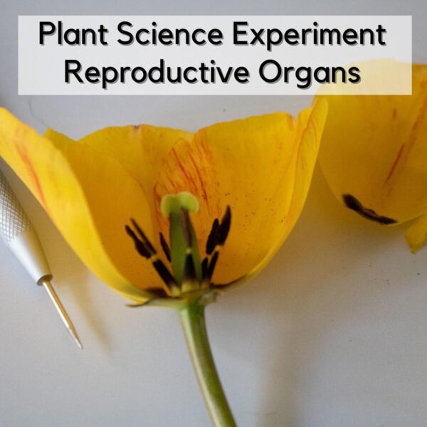A picture of a dissected tulip showing the male and female reproductive organs with a dissection needle beside. Text on the image reads Plant Science Experiment Reproductive Organs