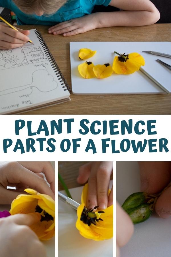 Pinterest image for plant science parts of a flower dissection experiment for kids in key stage 2 and 3