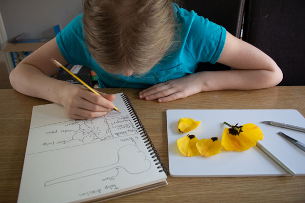 girl drawing the parts of a flower whilst studying plant science