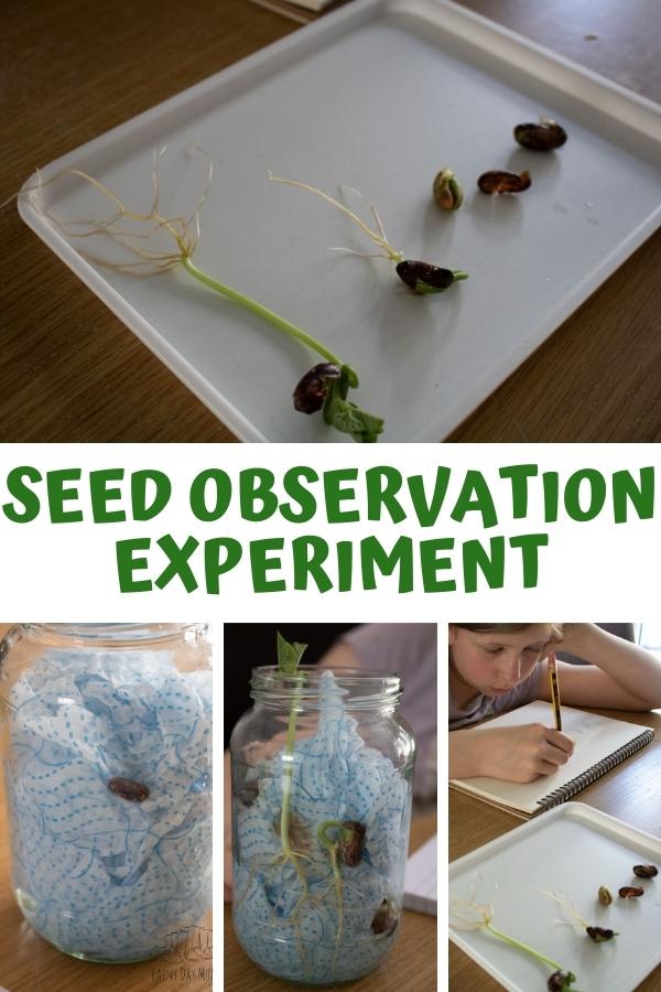 Pinterest collage image for a Seed Observation Experiment with runner beans