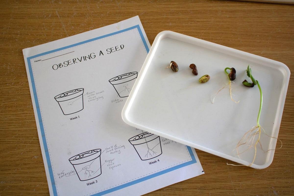 Free printable seed observation sheet beside a dissection tray showing different stages of bean development. A simple bean in a jar plant growth experiment for kids.