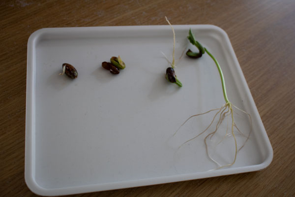 a white tray with 3 beans at different stages of growth from the first root through to the 2 real leaves emerging for a plant science experiment to do with kids