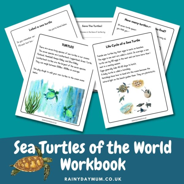preview of 5 of the pages from a sea turtle workbook for early elementary kids text says Sea Turtles of the World Workbook