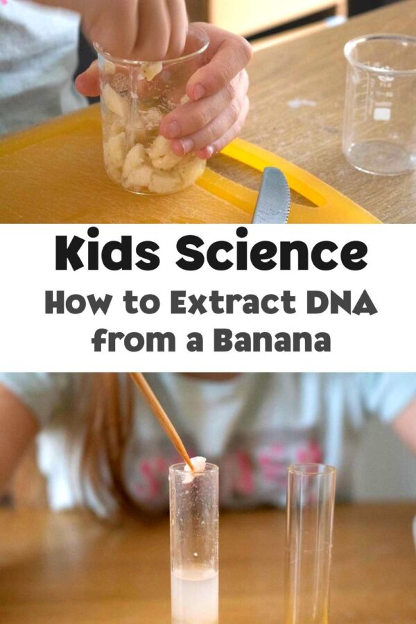 Kids Science How to Extract DNA from a Banana a simple science experiment that kids can do at home or in the classroom to extract DNA from a banana