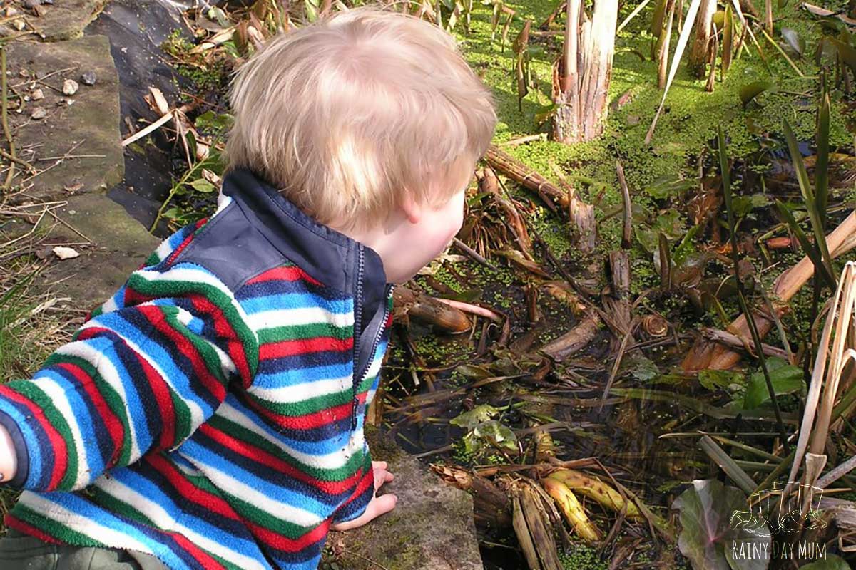 toddler looking into a pond searching for frog spawn in the spring