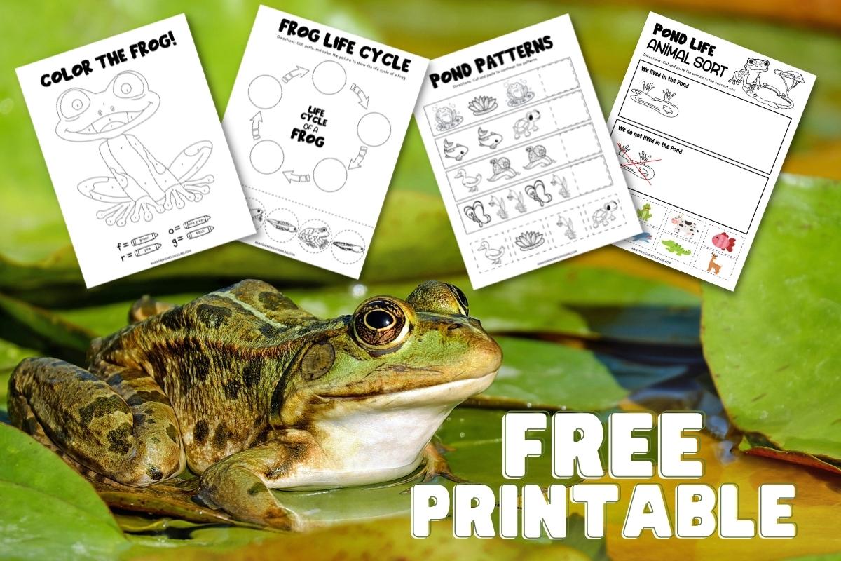 an image of a frog in pond with sample pages from a free printable pond life preschool activity pack above. The text on the image reads FREE PRINTABLE