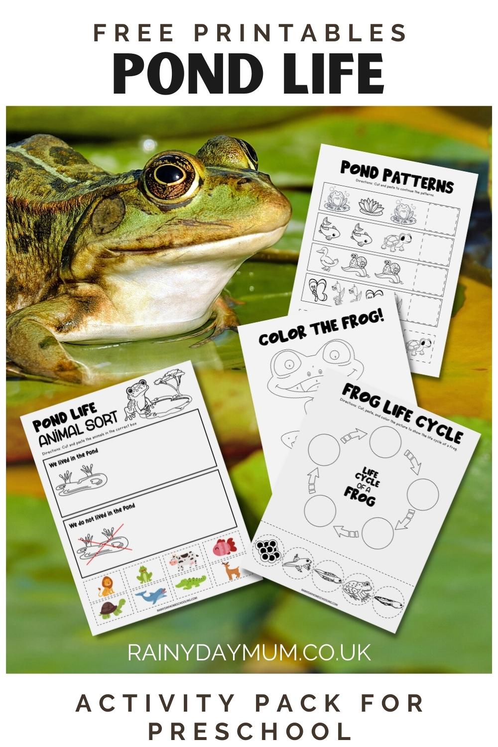 Pinnable image created for a FREE Printable Pond Life Activity Pack for Preschool The image on the pin shows a frog with 4 pages from the page highlighted.